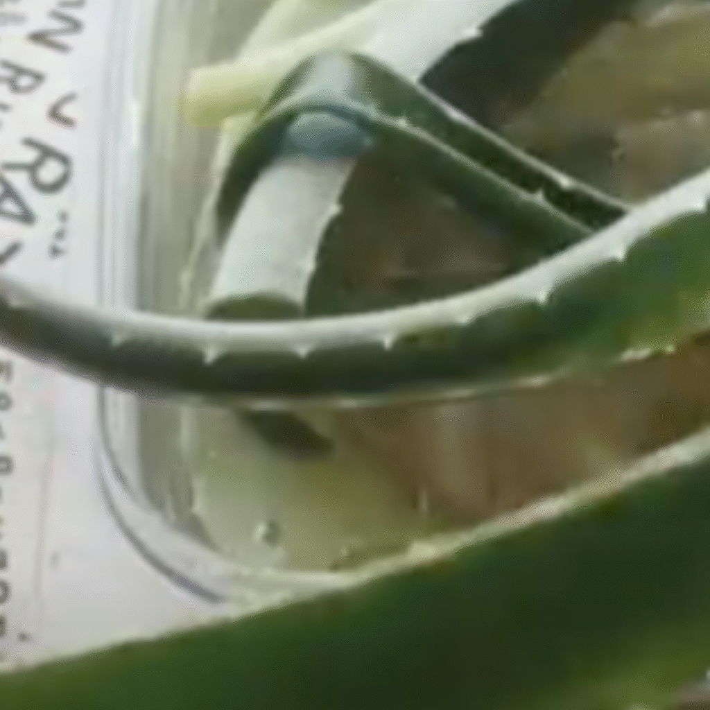 hojas de aloe vera metidas en un recipiente con agua
